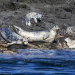 Harbor seals, a favorite prey of transient killer whales, lounge on Sentinel Rock off Spieden Island, north of San Juan Island. (Steve Ringman | Seattle Times)