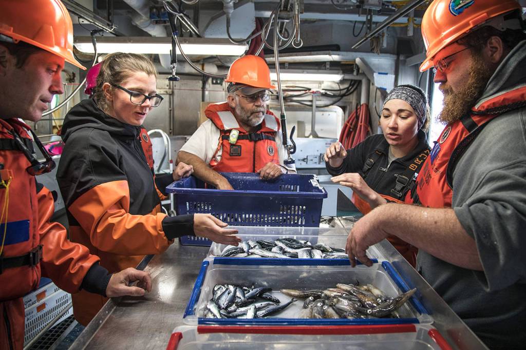 Photos by Steve Ringman | Seattle Times                                 On NOAAs research vessel the Bell M. Shimada, scientists sort a catch from their survey off Washingtons coast. These regular surveys help them explore factors influencing the ocean survival of juvenile salmon.