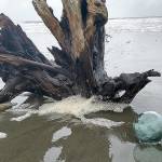 COURTESY WESTPORT SOUTH BEACH HISTORICAL SOCIETY                                There are still almost 200 Japanese glass fishing floats left to be found along the coast.