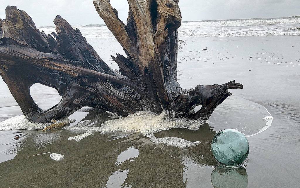 COURTESY WESTPORT SOUTH BEACH HISTORICAL SOCIETY                                There are still almost 200 Japanese glass fishing floats left to be found along the coast.