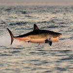 A Great White shark jumps out of the water as it hunts Cape fur seals near False Bay, on July 4, 2010 in South Africa. (Carl de Souza/Getty Images)