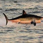 New study: Only orcas strike fear into great white sharks