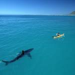 This image of a great white shark tailing a yellow kayak was taken by National Geographic photographer and explorer Thomas Peschak.