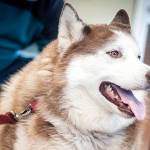 Adoptable Pet: Sakarah Red