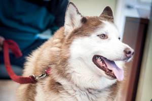 Adoptable Pet: Sakarah Red