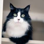 Adoptable Pet: Harris