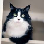 Adoptable Pet: Harris