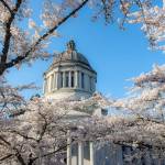 (Linda J. Smith) Cherry trees fully in bloom at the state capital in Olympia.