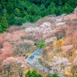 (Reginald Pentinio) On Japans Mt. Yoshino, the trees on the lower slopes bloom first. On the entire mountain, there are about 30,000 cherry trees of a number of varieties.