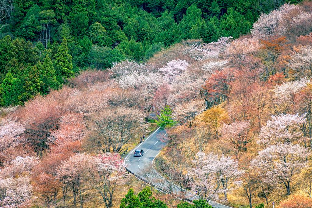 (Reginald Pentinio) On Japans Mt. Yoshino, the trees on the lower slopes bloom first. On the entire mountain, there are about 30,000 cherry trees of a number of varieties.