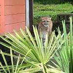 (Photo courtesy Brian Braaten) This cougar made its way into the backyard of a home on Earl Street at the top of Scammel Hill in Aberdeen in June of 2017.