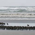 Grays Harbor Birds: Spring brings migration of shorebirds