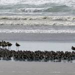 Grays Harbor Birds: Spring brings migration of shorebirds