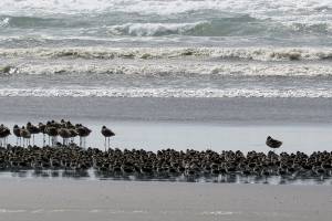 Grays Harbor Birds: Spring brings migration of shorebirds