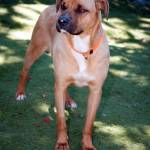 Adoptable Pet: Cher