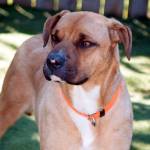 Adoptable Pet: Cher
