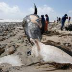 Biologists take tissue and skin samples from a decomposing 43-foot grey whale on Lower Trestles beach in San Onofre State Park in California. (Mark Boster/ Los Angeles Times)