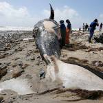 Gray whales starving to death in the Pacific, and scientists want to know why