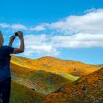 Allen J. Schaben | Los Angeles Times                                A visitor captures images of the super bloom at the Lake Elsinore Poppy Fields in Californias Walker Canyon after the city closed the area on March 18.