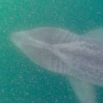 Basking sharks are back on West Coast, and researchers fish for answers