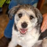 Ozzie: Adoptable Pet of the Week