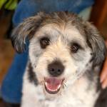 Ozzie: Adoptable Pet of the Week