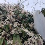 LEFT: This evergreen clematis sprawls over the authors home and provides the framework for a basketball hoop.                                 Photo by Lori Berken                                BELOW: This wisteria was planted in 1894 next to a home in California and grew unchecked, eventually destroying the house. It now weighs 250 tons.                                Photo by                                 Patrick Pelletier