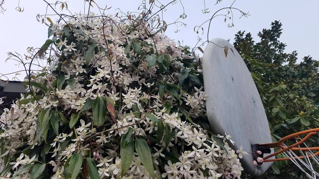 LEFT: This evergreen clematis sprawls over the authors home and provides the framework for a basketball hoop.                                 Photo by Lori Berken                                BELOW: This wisteria was planted in 1894 next to a home in California and grew unchecked, eventually destroying the house. It now weighs 250 tons.                                Photo by                                 Patrick Pelletier