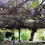 Photo by Patrick Pelletier                                The evergreen clematis is a cousin to the wisteria. This wisteria was planted in 1894 next to a home in California and grew unchecked, eventually destroying the house. It now weighs 250 tons.