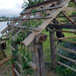 Photo by Lori Berken                                This is the evergreen clematis described in the article. It is growing on a cedar arbor created by the author and her husband.