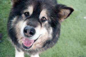 Ash-Ki: Adoptable Pet of the Week