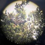 In a photo taken through binoculars, two released alala, a species of native Hawaiian crow extinct in the wild, can be seen in a nest. Its a vital first step toward bringing back a wild population of the critically endangered birds. (San Diego Zoo Global)