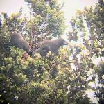 Critically endangered Hawaiian crows build first nest in the wild in decades