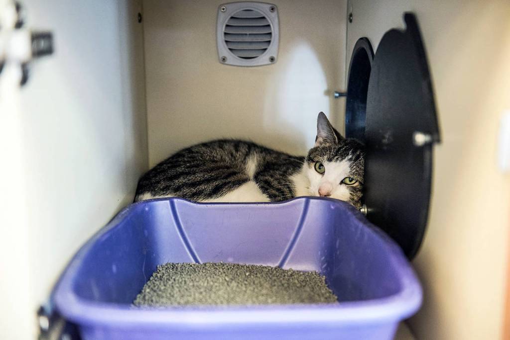 Grace Dickinson | Philadelphia Inquirer                                A change in environment causes stress for cats. Its common to find kitties at rescue centers cozying up inside or near their litterbox, where their smell can provide comfort and familiarity.