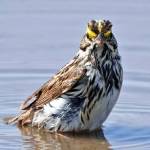 Photo by Gregg Thompson