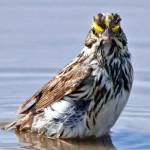 Grays Harbor Birds: Savannah Sparrow (Passerculus sandwichensis)
