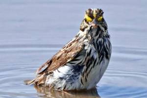 Grays Harbor Birds: Savannah Sparrow (Passerculus sandwichensis)