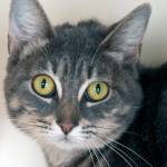 Adoptable Pet: Smokey