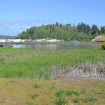 DAN HAMMOCK | GRAYS HARBOR NEWS GROUP The old Weyerhaeuser sawmill site itself contains up to 23 feet of sawdust and wood buried under silt, according to the Department of Ecology.