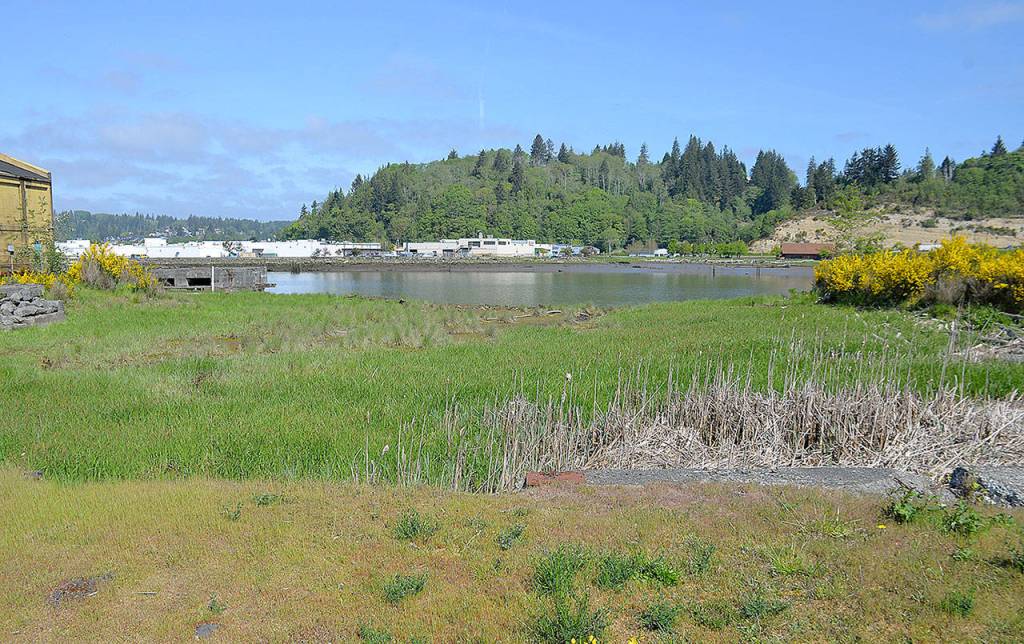 DAN HAMMOCK | GRAYS HARBOR NEWS GROUP The old Weyerhaeuser sawmill site itself contains up to 23 feet of sawdust and wood buried under silt, according to the Department of Ecology.