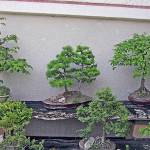 J. Prazak                                A collection of bonsai hazel, elm and larch trees.