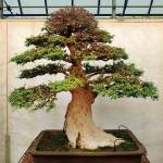 Photos by Sailko                                This pomegranate (above) and Chinese elm (left) represent the informal upright style. This is a basic design that it follows the natural structure of the trees trunk, aiming to develop a single line of the trunk.