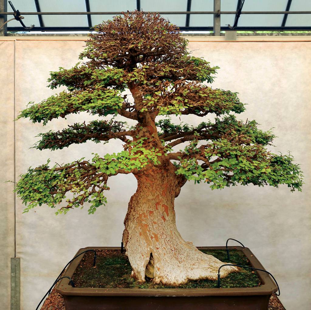 Photos by Sailko                                This pomegranate (above) and Chinese elm (left) represent the informal upright style. This is a basic design that it follows the natural structure of the trees trunk, aiming to develop a single line of the trunk.