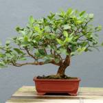 Sage Ross                                This Key lime bonsai on display at the Brooklyn Botanic Garden was developed in the windswept style.