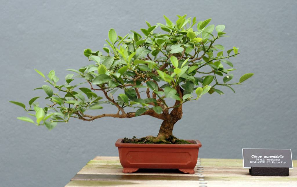 Sage Ross                                This Key lime bonsai on display at the Brooklyn Botanic Garden was developed in the windswept style.