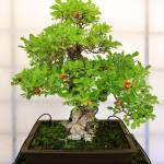 Sailko                                This pomegranate is an example of the informal upright style.