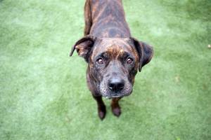 Champ: Adoptable Pet of the Week