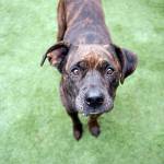 Champ: Adoptable Pet of the Week