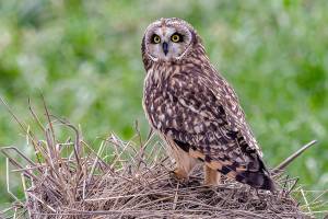 Grays Harbor Birds: Short-eared Owl (Asio flammeus)