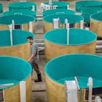Peter Bowyer, farm manager inspects tanks at AquaBounty Farms Indiana, a commercial fish farms raising Atlantic salmon in Albany, Ind., on April 30. (Zbigniew Bzdak/Chicago Tribune)